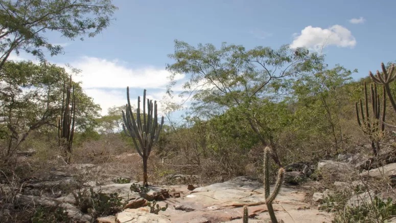 Pesquisa analisa planta da caatinga que pode ser boa para a memória