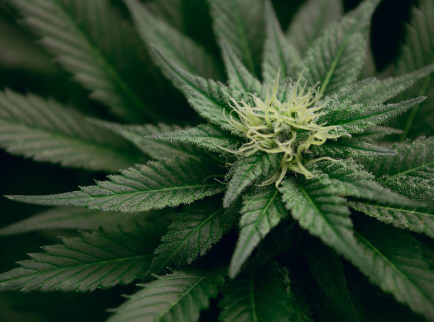 Cannabis