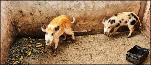 Segundo o responsável pela empresa, os animais foram capturados quando era realizada a colheita da soja na fazenda e foram aprisionados para engordar
