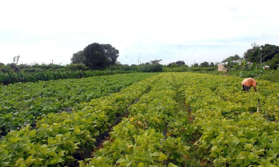 Agricultores familiares do Amazonas são incluídos no Garantia-Safra