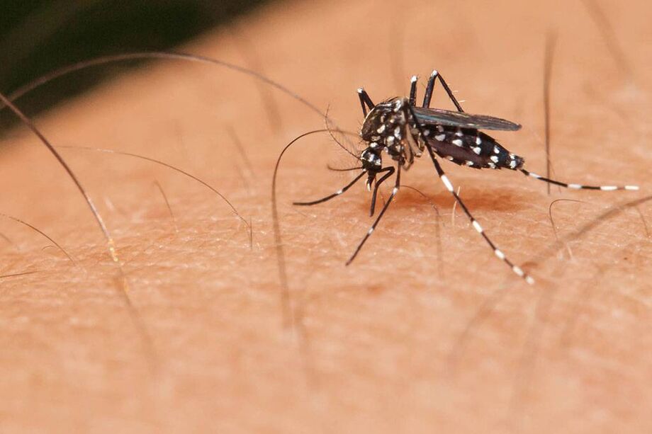 Mosquito Aedes aegypti, responsável pela transmissão da dengue
