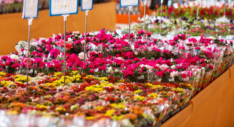 Flores estão entre os mais solicitados