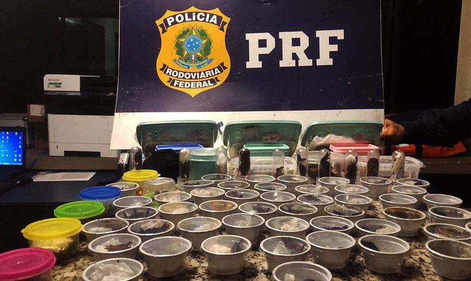 O criminoso pretendia vender mais de 100 animais silvestres vivos acondicionados em garrafas e potes de plástico