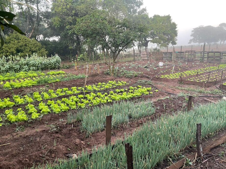 A Polícia Civil de Ponta Porã, a 312 km de Campo Grande, efetuou a apreensão de 8 toneladas de maconha que estavam escondidas em uma chácara onde funcionava uma horta