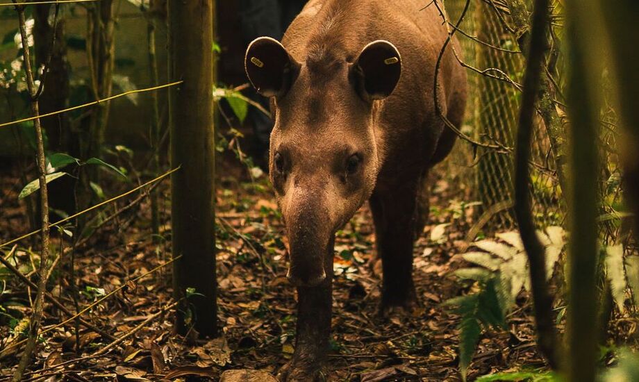 Sua reintrodução na reserva teve início em 2018 com a soltura de três animais