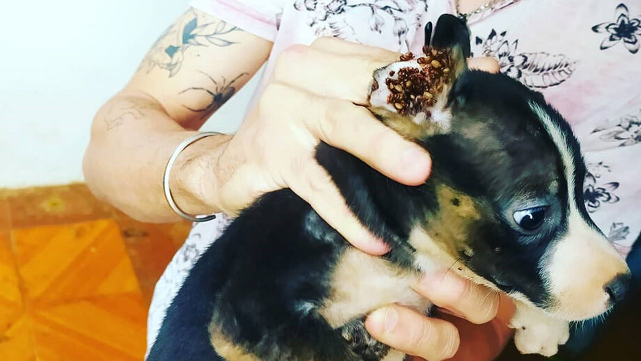 A orelha do animal estava repleta de carrapatos