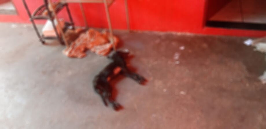 O animal de cinco meses estava amarrado no poste do padrão de energia elétrica do imóvel sem qualquer tipo de abrigo