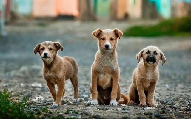 Cães que têm diabete podem ser acompanhados por app gratuito