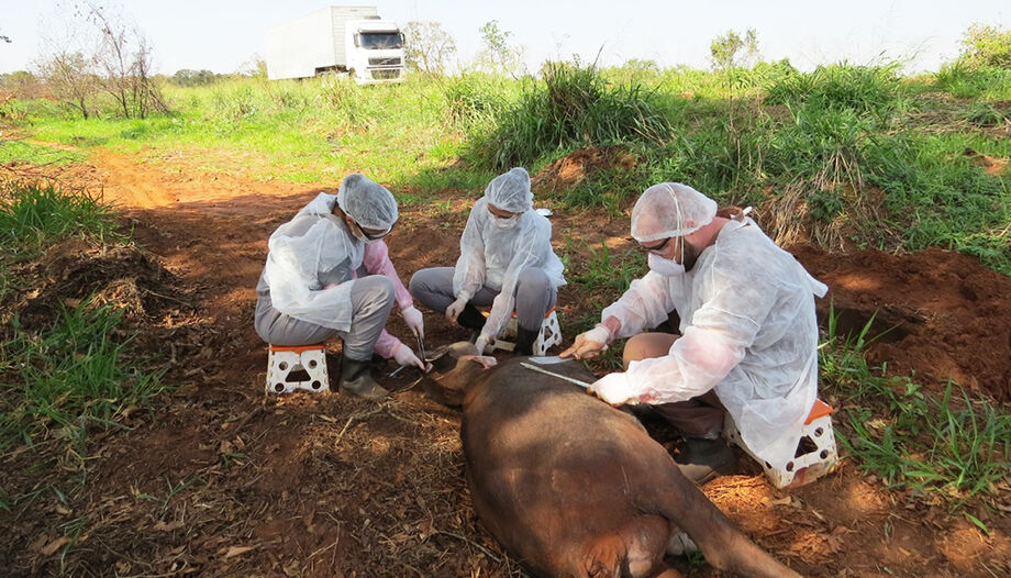 A análise estomacal demonstra exposição pela ingestão de plantas nativas contaminadas e de itens das culturas agrícolas eventualmente utilizados como recurso alimentar