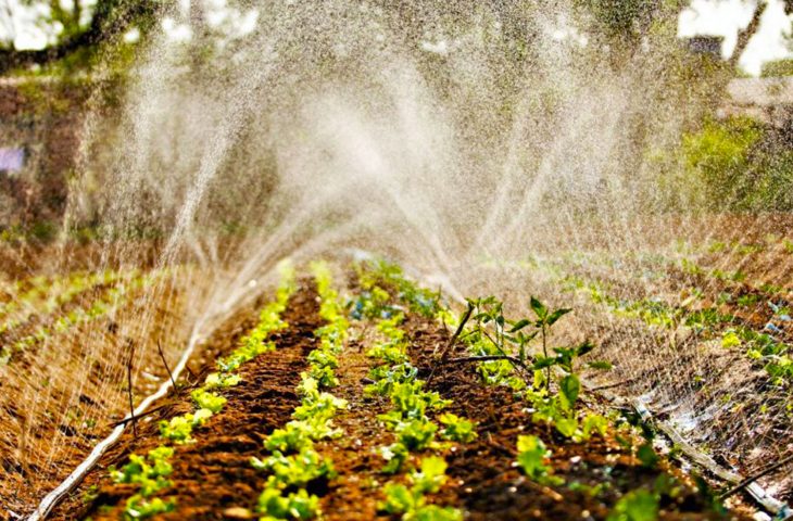 O dia 28 de julho reforça o papel das pessoas que vivem e trabalham na agricultura