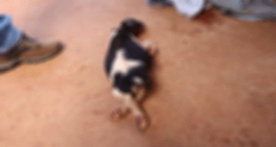 A cadela foi degolada