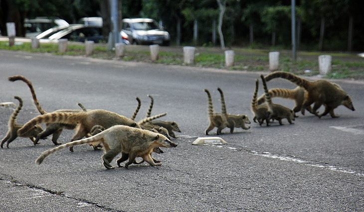 Um dos principais problemas nas rodovias de Mato Grosso do Sul é a morte de animais silvestres