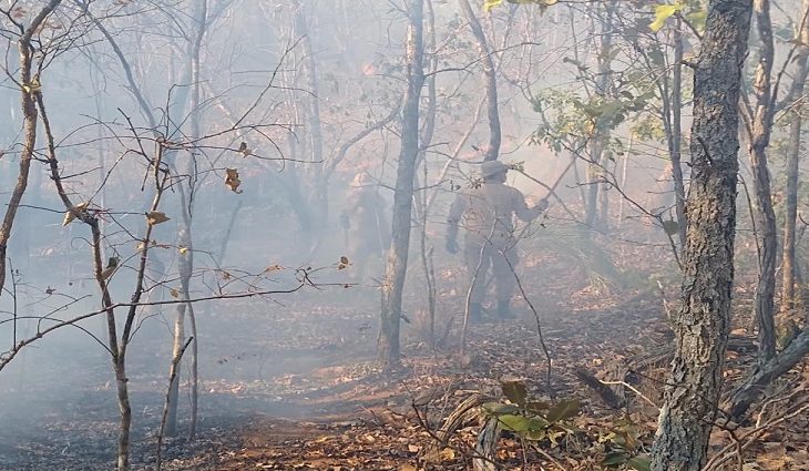 Todas as autorizações ambientais emitidas para a realização de queima controlada em propriedades localizadas na Área de Uso Restrito do Pantanal estão suspensas pelo Imasul