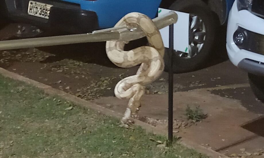 A jiboia é pacífica e não é peçonhenta