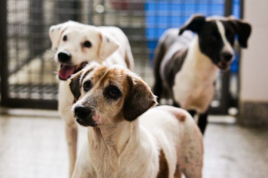 A Prefeitura publicou, em maio, o aviso de credenciamento para clínicas veterinárias interessadas em prestar serviços de castração de cães e gatos em Campo Grande