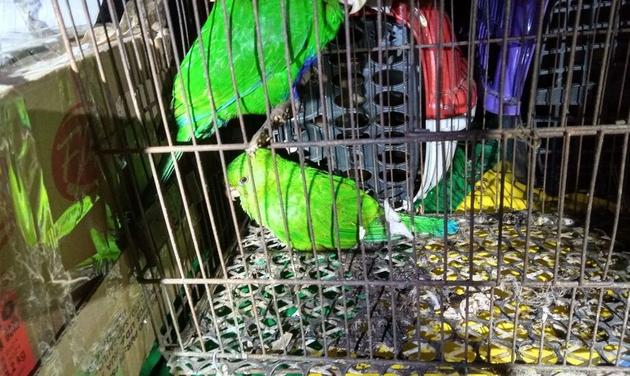Preso no Rio grupo que transportava mais de 100 animais silvestres