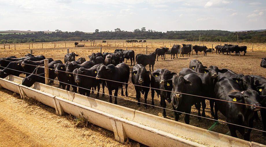 Entre os objetivos do Programa, está o fomento da competitividade e incentivar a pecuária bovina de baixo impacto ambiental no Panta