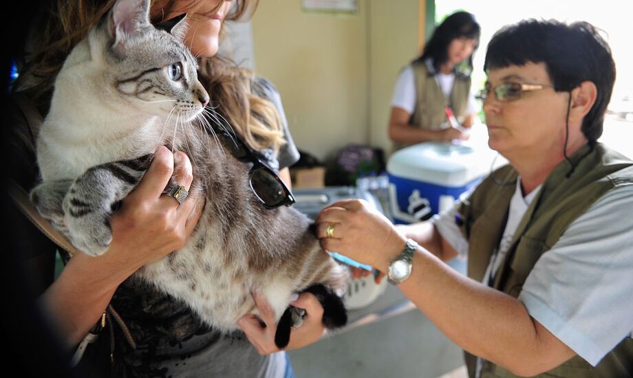 Os servidores envolvidos na ação devem percorrer todos os bairros da cidade para realizar a vacinação em animais a partir de quatro meses de idade