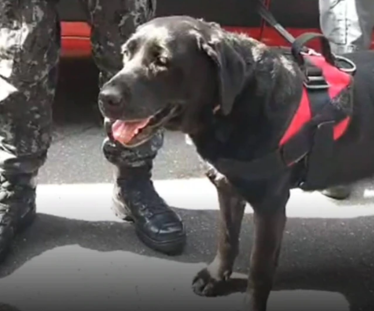 Sarah, de sete anos, atuou por cinco no Corpo de Bombeiros do Estado de São Paulo em ocorrências de salvamento