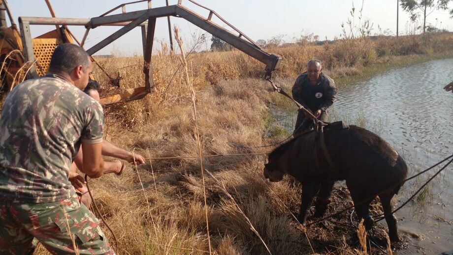 verificaram que o animal silvestre estava gravemente ferido