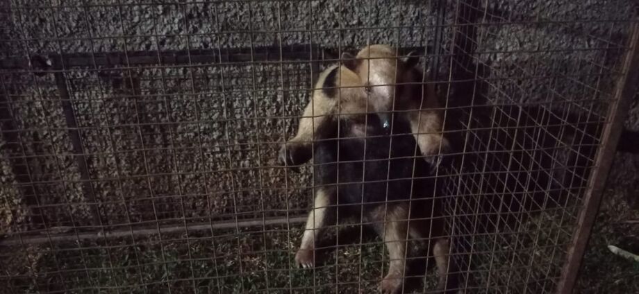 O animal apresenta alguns ferimentos pelo corpo, que podem ter sidos causados por cachorros