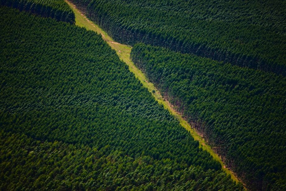 Suzano abre 5 processos seletivos para Ribas do Rio Pardo e Três Lagoas