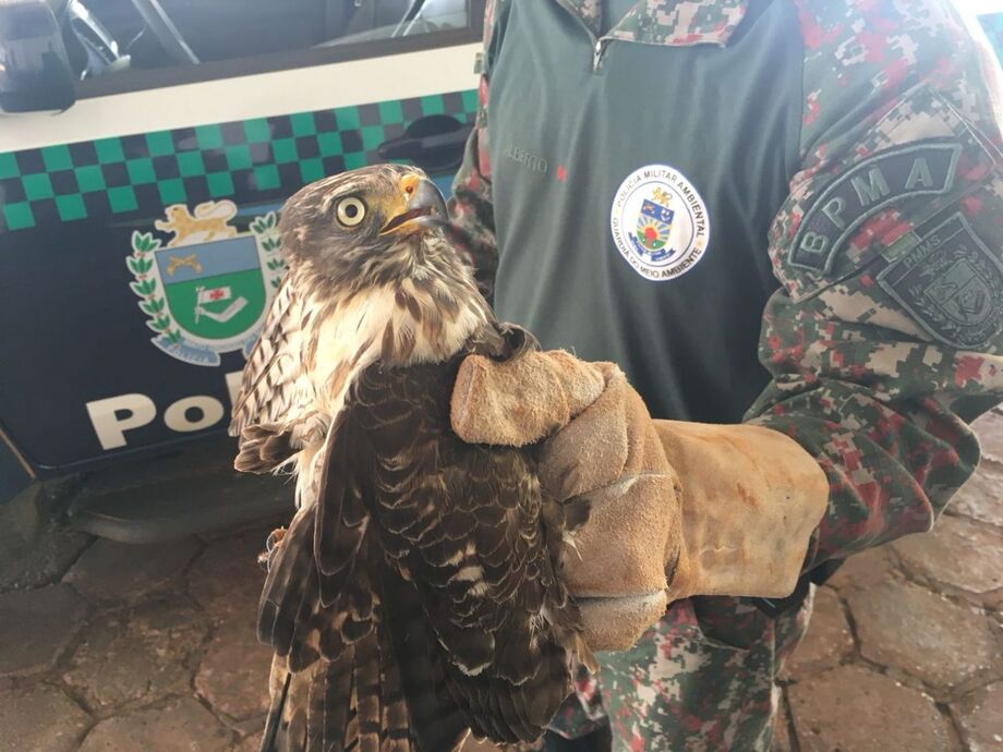 Constataram tratar-se de um animal silvestre da espécie Rupornis magnirostris (gavião-carijó)