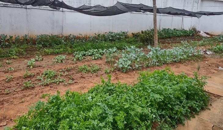A ação contemplou a construção de canteiros, cultivo de mudas, sementes e doação de adubos