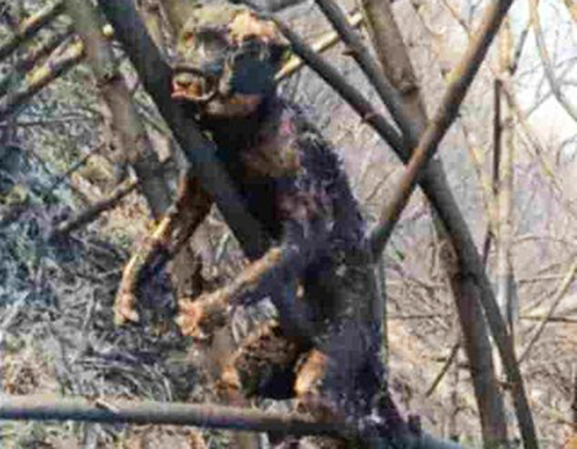 Macaco queimado
