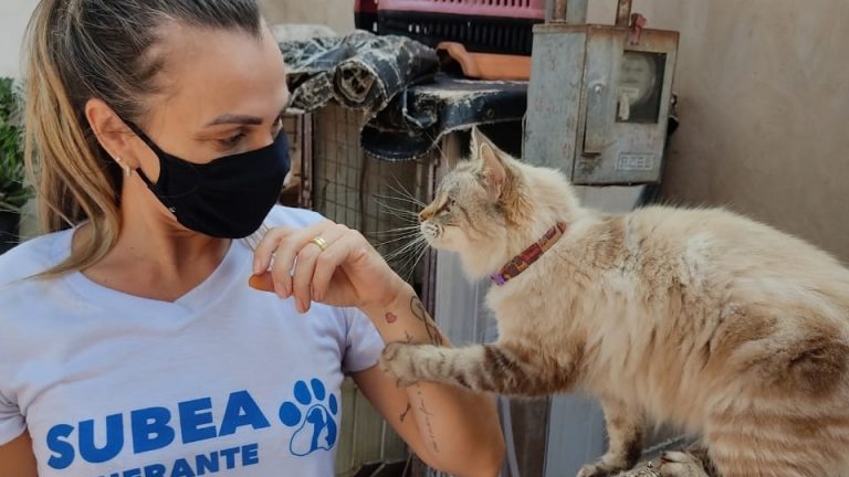 A pesquisa vai mensurar a população de animais sob a guarda de organizações e de protetores independentes