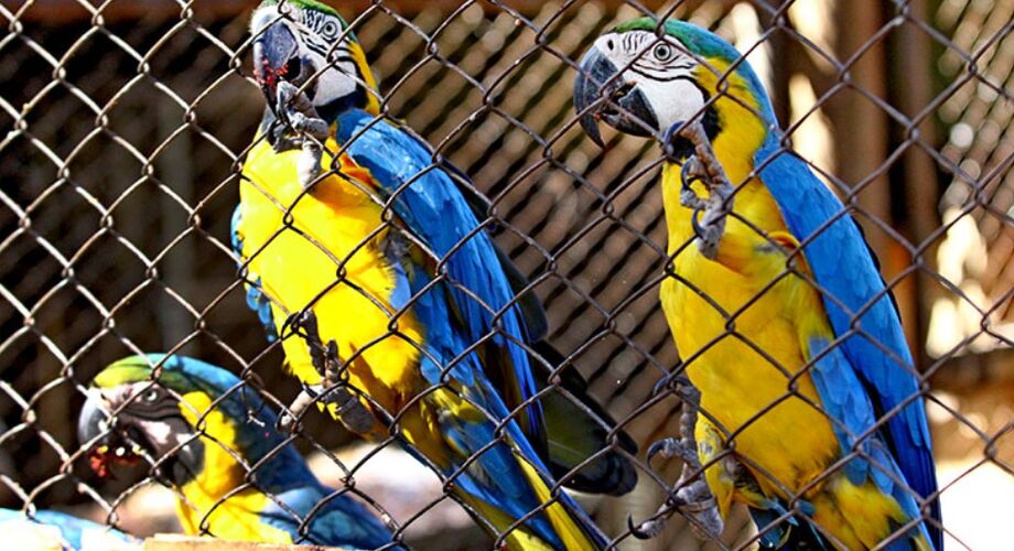O primeiro hospital 100% especializado na fauna silvestre da América Latina