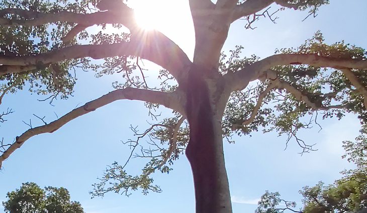 MS registra altas temperaturas e baixa umidade do ar