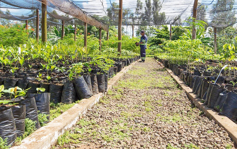 Ao todo, mil mudas foram doadas pela Águas Guariroba dando o pontapé inicial à meta de árvores plantadas em Campo Grande