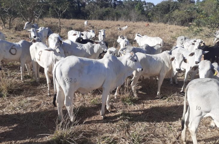 13 lotes de bovinos da raça Nelore e Girolando