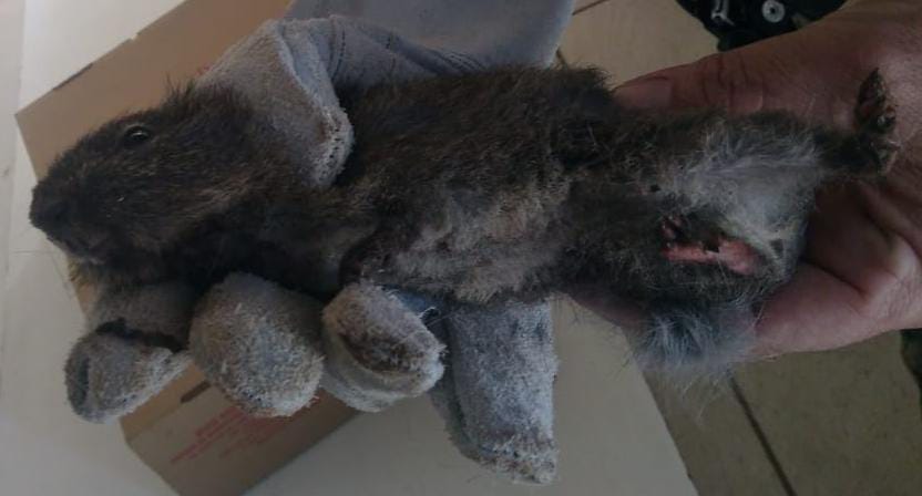 Filhote de cutia com as patas queimadas após incêndio florestal ocorrido na última quinta-feira (12)