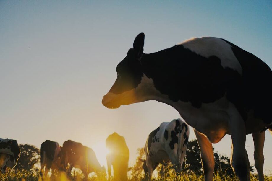 Suspeita de um caso de vaca louca em Minas Gerais