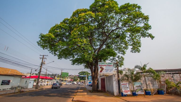 Nesta terça-feira (21) é celebrado o Dia Nacional da Árvore e, se tem um assunto que Campo Grande domina é ser uma cidade arborizada