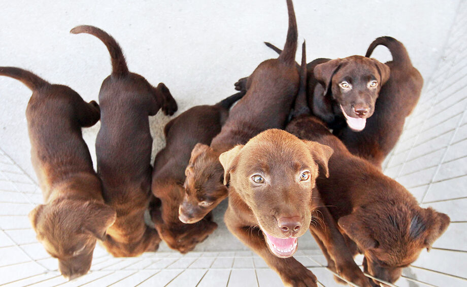 Cães serão colocados para adoção