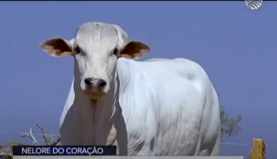 Animais com ossatura muito forte animais, de garupa muito plana e caracterização racial são os caracteristicas do 80 reprodutores P.O. do leilão Nelore do Coração 