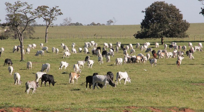 A Deleagro, uma conquista do setor agropecuário, que há décadas reivindicava mais segurança, já está em funcionamento e tem a missão de reprimir e investigar crimes como o abigeato