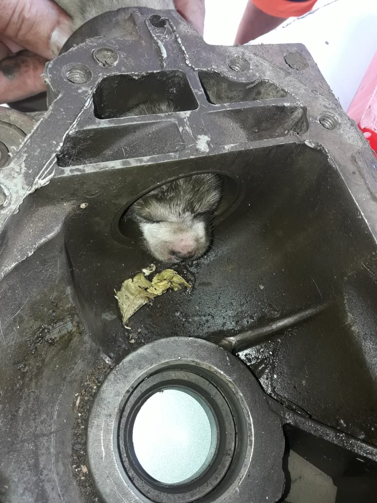 Filhote de cachorro estava preso a uma peça de caminhão no quintal de uma residência