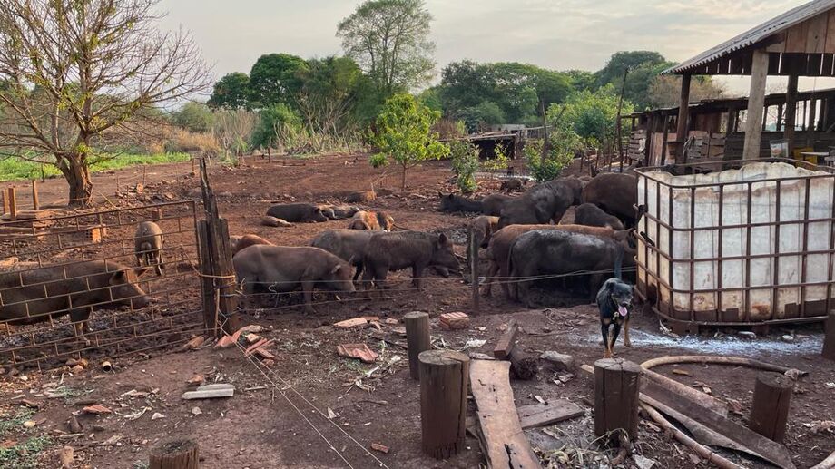 As atividades foram interditadas e foi ordenada a remoção dos animais