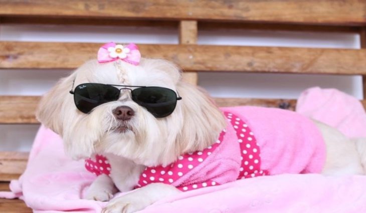 Curso de Moda Pet
