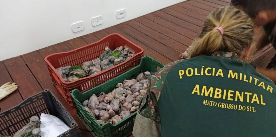 Os animais já receberam atendimento veterinário e estão em ambiente apropriado e ficam à disposição dos técnicos do Centro de Reabilitação de Animais Silvestres (CRAS), de Campo Grande