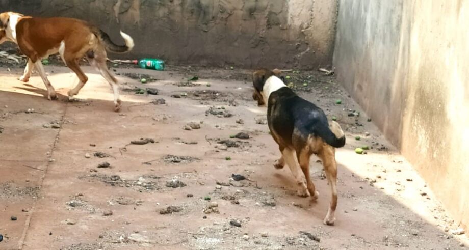 Cinco viviam em ambiente precário e sem alimento