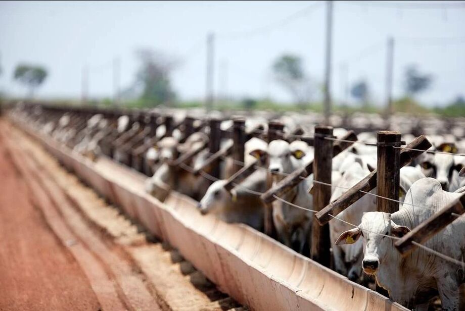 De acordo com ofício do ministério, exportação de carne bovina para a China está suspensa