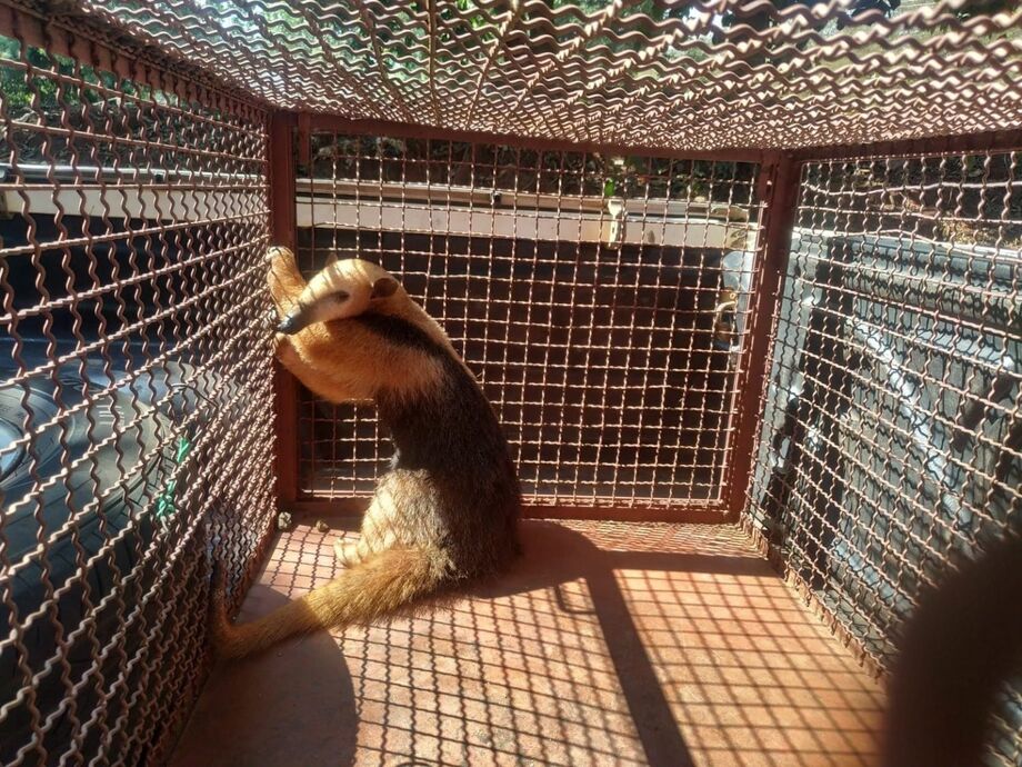 .O gerente da empresa acionou a PMA, depois de avistar o animal, que adentrou o pátio de trabalho da empresa