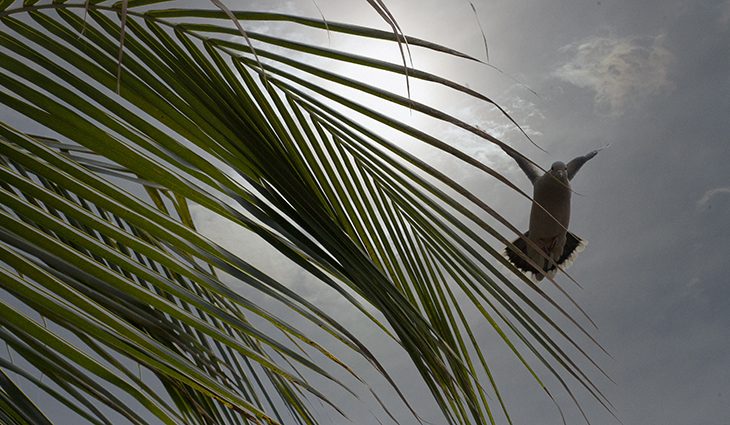 Ventos fortes entre 50-70Km/h são esperados para as regiões sudoeste e pantaneira