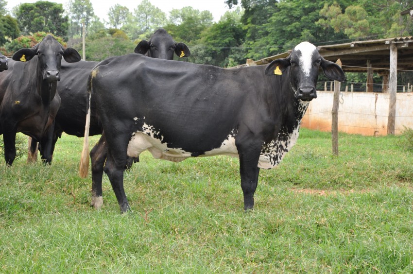 Feira de Agropecuária poderá ter data definida por lei