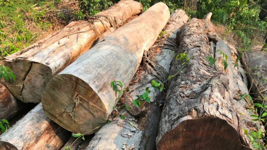 Troncos abandonados de ipê cortados ilegalmente no Pará